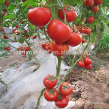 T45 Hedan TYLCV doença resistente a f1 sementes de tomate híbrido em sementes de hortaliças, sementes de estufa para o plantio, tomate de alta qualidade